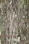 Mockernut hickory